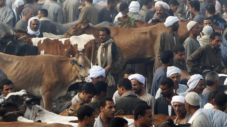 مصر جاهزة لتزويد روسيا باللحوم والأسماك والحليب 