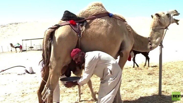 الإمارات تنتج صابونا يدخل في مكوناته حليب الإبل