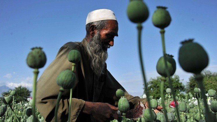 إنتاج الأفيون في أفغانستان يسجل مستوى قياسيا