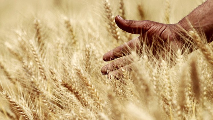 مركز لوجستي عالمي للحبوب في مصر