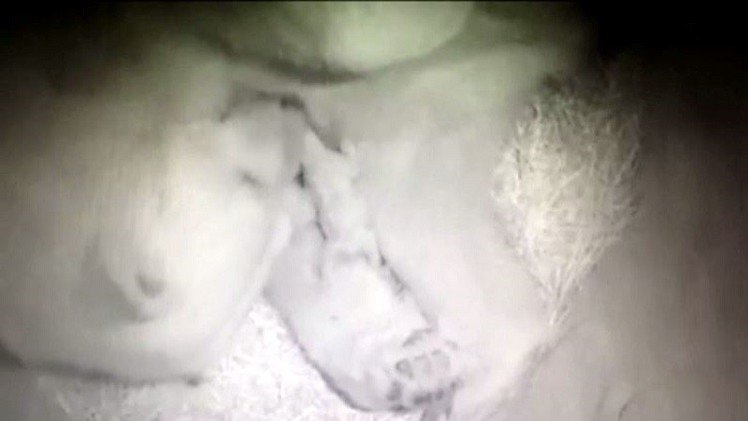 بالفيديو.. احتفال بولادة نادرة لـ 3 توائم للدب القطبي في هولندا 