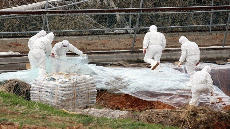 إعدام 15 مليون طير داجن في كوريا الجنوبية