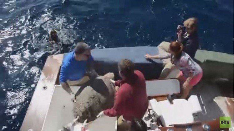 إعادة إحياء سلحفاة توفيت مرتين وإرجاعها إلى مياه المحيط  (فيديو)