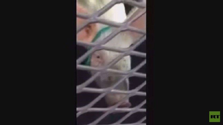 مغامرات خنزير تثير الدهشة حقا (فيديو)