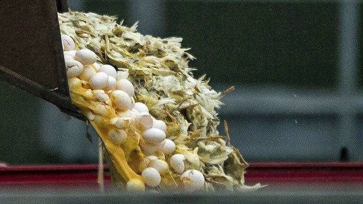 روسيا تحظر عبور الدواجن الأمريكية ومنتجاتها عبر الأراضي الروسية