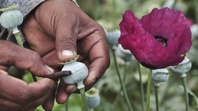 وكالة مكافحة المخدرات الروسية: تركيا تحول الأفيون الأفغاني إلى هيروين وتشحنه إلى أوروبا