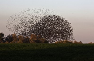 "غيمة" من الزرازير المهاجرة