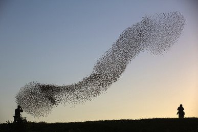 "غيمة" من الزرازير المهاجرة
