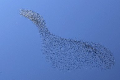 سرب كثيف من الزرازير في شكل إوزة