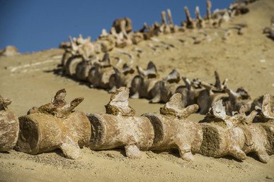 صورة هيكل كائن بحري من داخل متحف وادي الحيتان في مصر، الفيوم، 14 يناير/كانون الثاني 2016