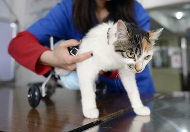 طبيب بيطري يهتم بقطة عمرها 8 أشهر، بعد تركيب أطراف اصطناعية لها في مستشفى بمقاطعة شونغ قينغ، الصين، 16 مارس/آذار 2015  