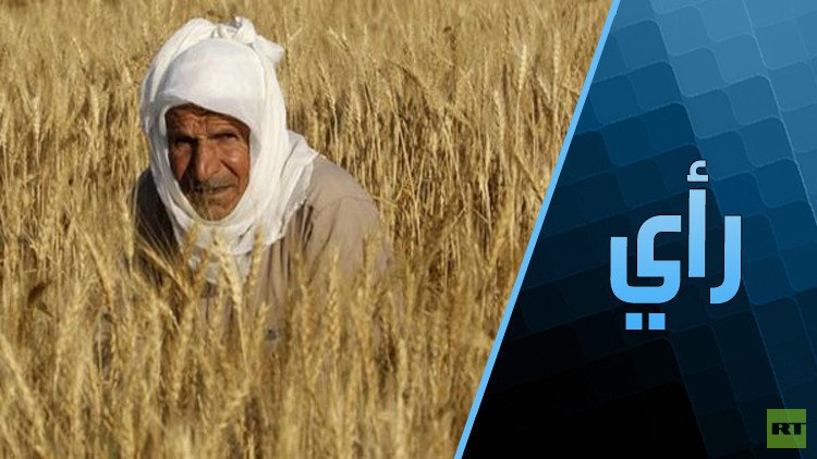 هل تتخلى الحكومة المصرية عن دعم القمح؟