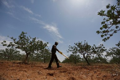 فرد من قوات الدفاع المدني يبحث عن قنابل عنقودية في بستان في الريف السوري