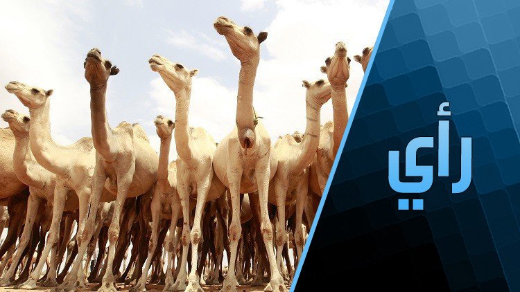 رعي الجمال أم الخنازير؟