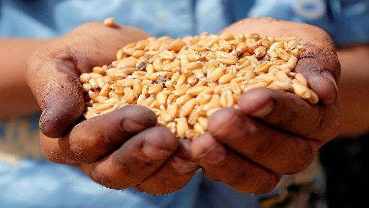 تعرف على فوائد أكل القمح!
