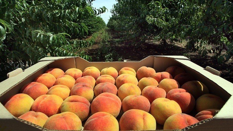  روسيا تحظر استيراد بعض الفواكه من أفغانستان والصومال