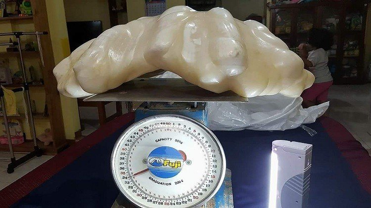 العثور على لؤلؤة عملاقة في الفلبين