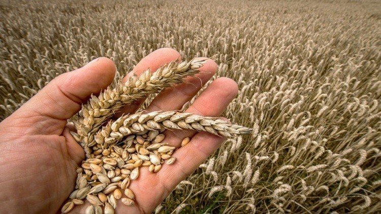 موسكو تعلن عن رغبتها في حل مشكلة القمح مع القاهرة