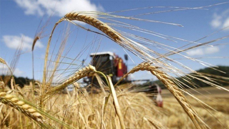 بكين تستعد لاستقبال شحنات الحبوب الروسية