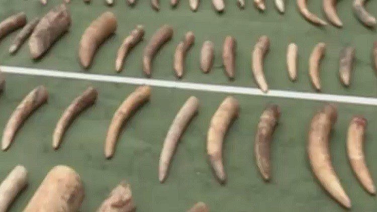 الصين تمنع تجارة العاج لحماية الفيلة