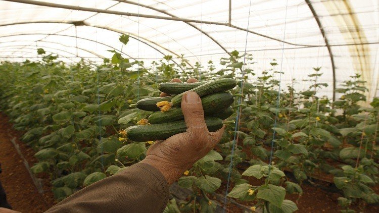 الأردن يطمع في حصة بالسوق الروسية