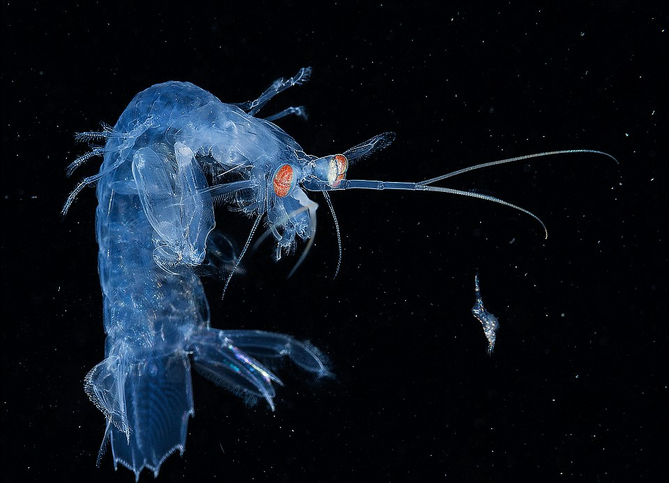 صورة روبيان السرعوف تفوز عن فئة "Macro"، وهي تجمع بين الخيال العلمي في الفضاء الخارجي والواقع الرائع تحت الماء. 
