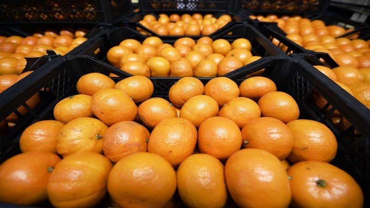 دمشق تكشف عن تأسيس شركة روسية سورية للتصدير