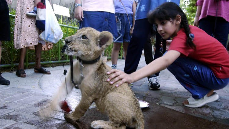 حاكم دبي يقترح عقوبة مميزة لـ "معذبي القطة"