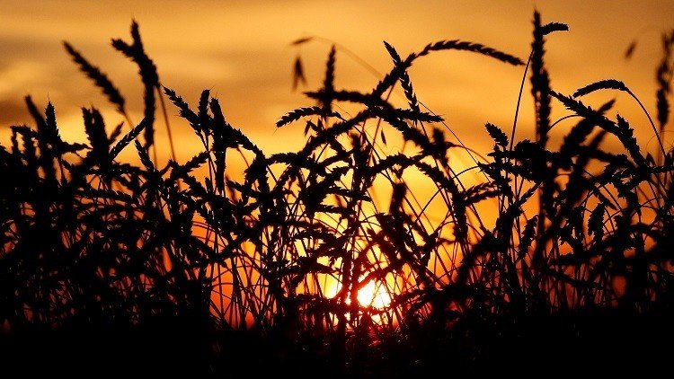 خطة روسية تركية لرفع القيود عن المنتجات الزراعية