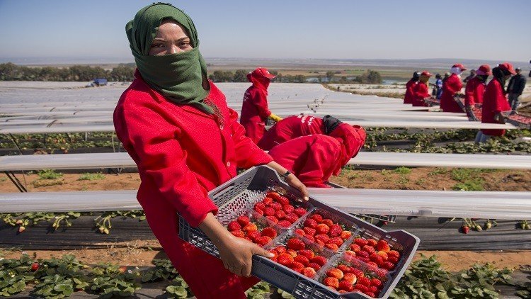 السعودية تحظر استيراد الفراولة المصرية 