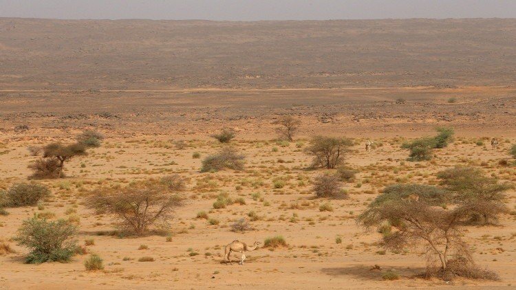 توقعات بمصرع أكثر من 50 مهاجرا في صحراء النيجر