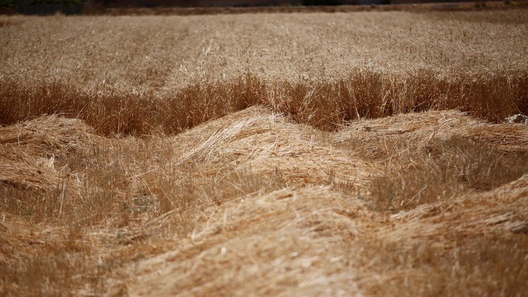 سوريا.. محصول القمح ضئيل وتوقعات باستمرار أزمة الغذاء لسنوات
