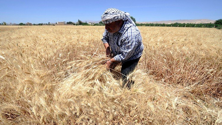 محصول القمح في سوريا  يرتفع 12%