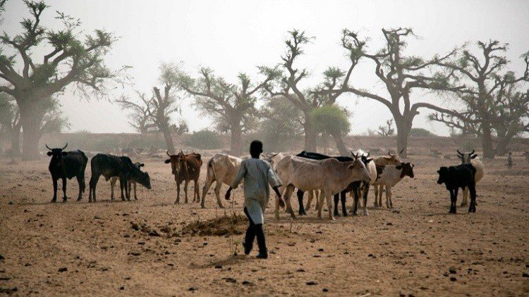بسبب سرقة أغنام.. 55 قتيلا وجريحا في السودان