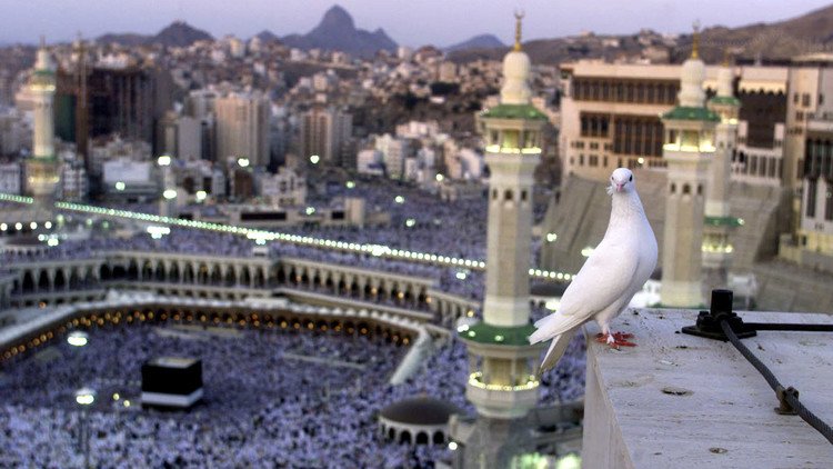 الحمام المكي يحرص على طهارة الكعبة ولا يعشش فوقها!