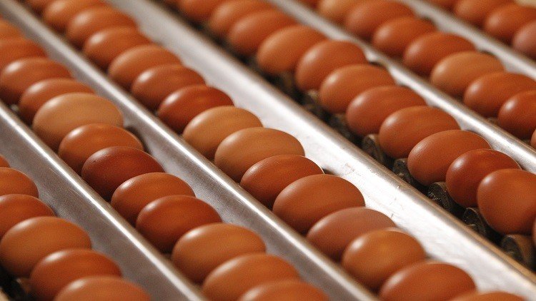 فضيحة البيض الملوث تطال 40 دولة 