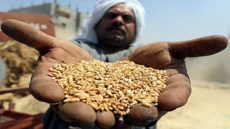 وصول شحنة قمح إلى مصر ملوثة بالخشخاش