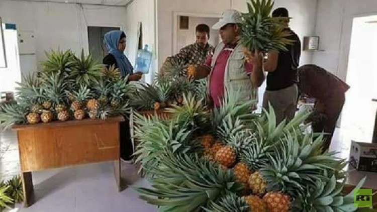 للمرة الأولى.. زراعة فاكهة استوائية في قطاع غزة