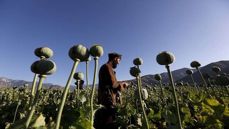إنتاج الأفيون في أفغانستان يرتفع إلى مستوى غير مسبوق
