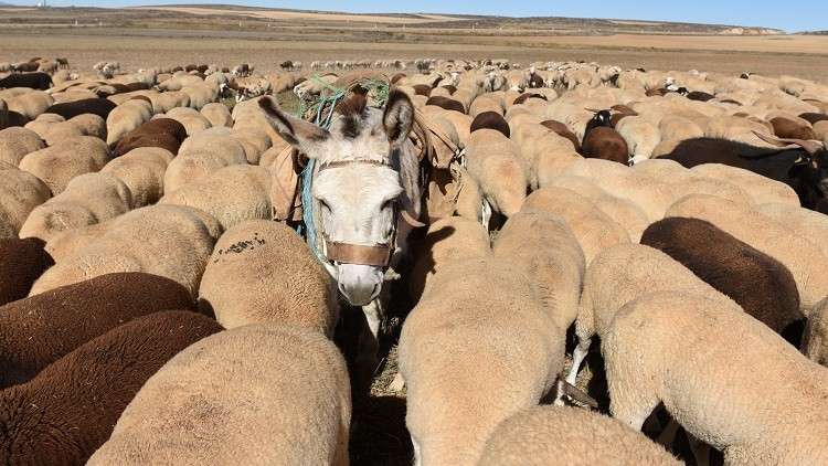 الصين تنعش سوق الحمير في نيجيريا