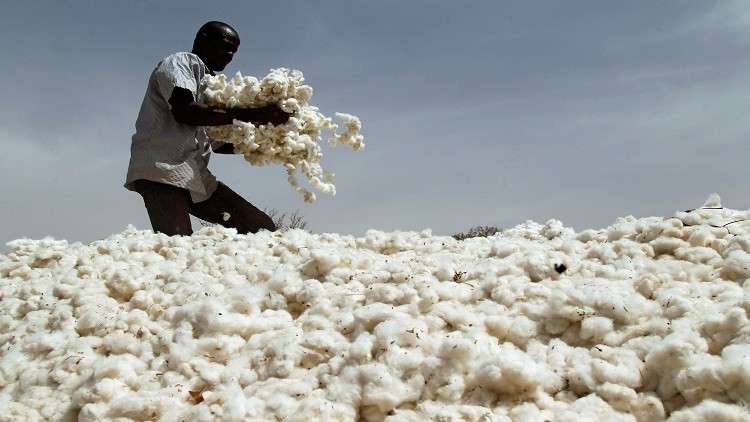 تركيا تشتري محصول القطن السوداني بالكامل