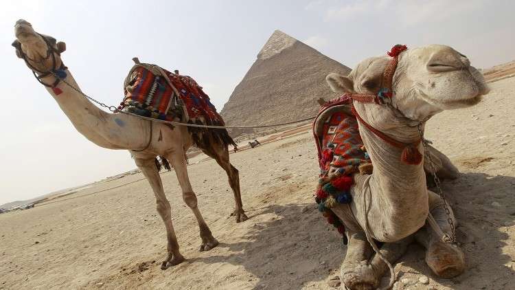 النقد الدولي يرفع توقعاته لأداء الاقتصاد المصري