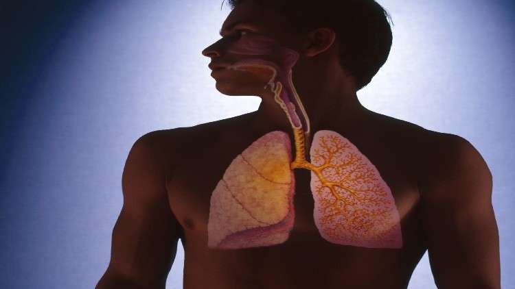 لأول مرة يتمكن العلماء من تجديد النسيج الرئوي