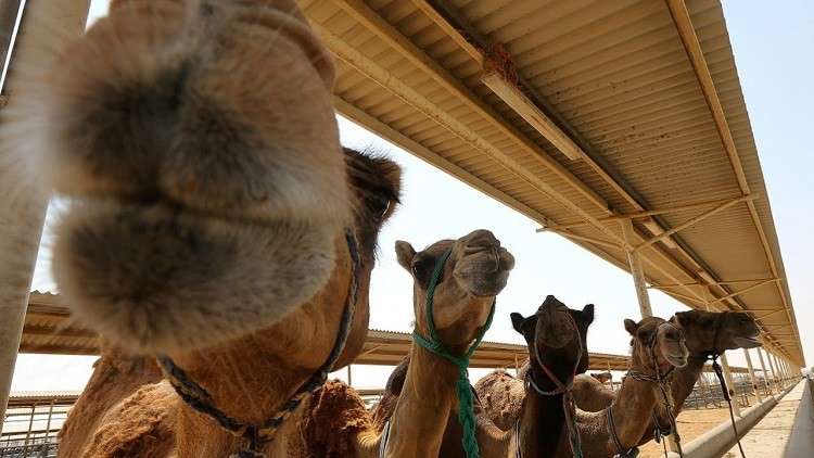 قانون سعودي يفرض زرع الرقائق الإلكترونية في الإبل