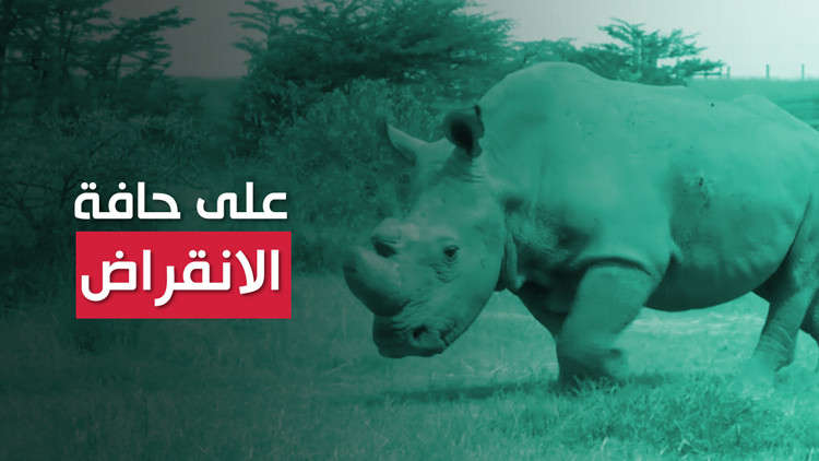 العلماء سيمنعون انقراض وحيد القرن الأبيض رغم موت آخر ذكر