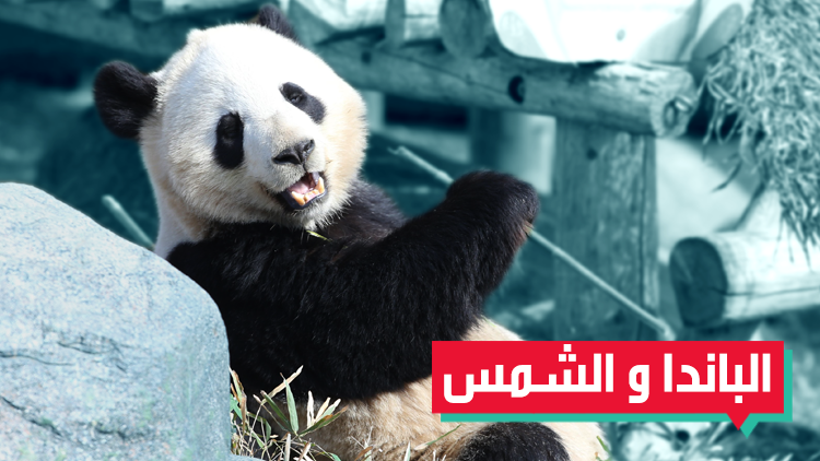 الاحتفال بالربيع عند الباندا مختلف 
