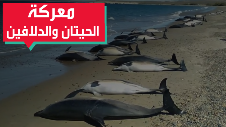 معركة الحيتان والدلافين