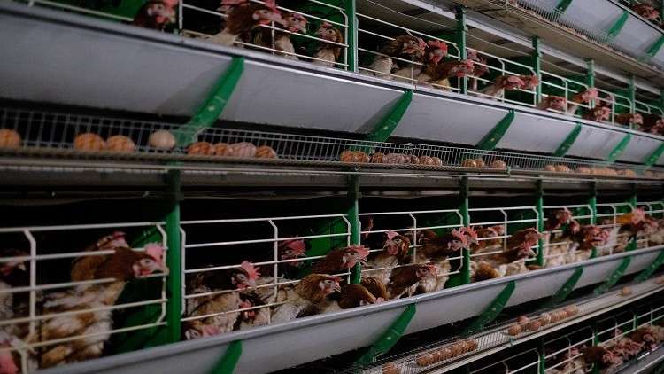 قطر تفتح أسواقها للدواجن الروسية
