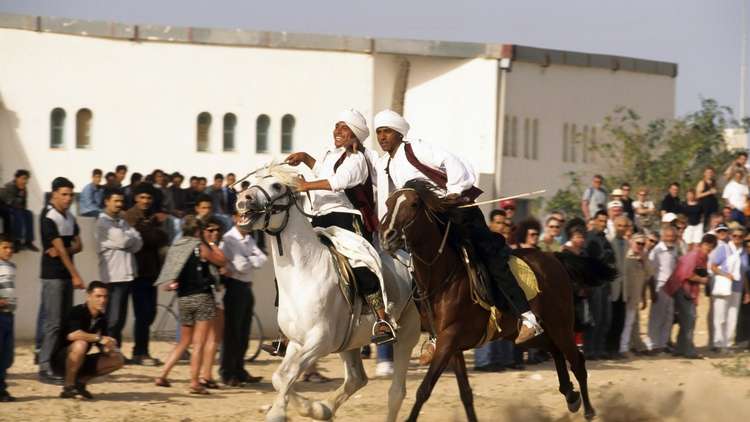 بعد 8 سنوات من الحظر.. مصر تصدر خيولا عربية أصيلة إلى العراق