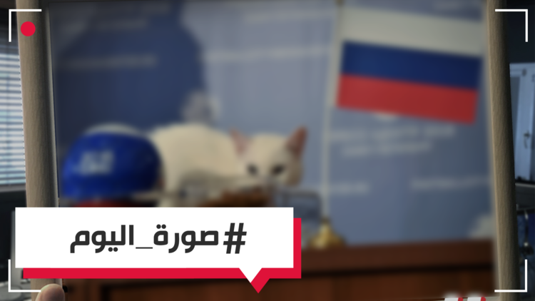 قط يتنبأ بنتيجة مباراة روسيا والسعودية
